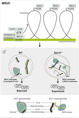 Genetic control of meiosis surveillance mechanisms in mammals